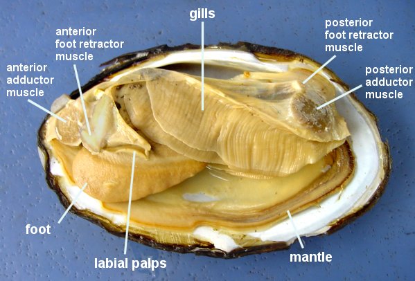 Clam Dissection Lab Companion